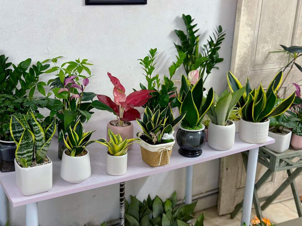 Chậu cây lưỡi hổ mini để bàn làm việc giúp thanh lọc không khí hiệu quả