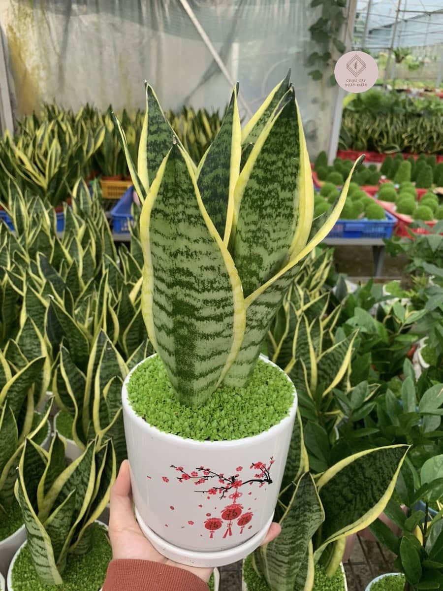 Chậu cây Lưỡi Hổ vằn dĩa lót