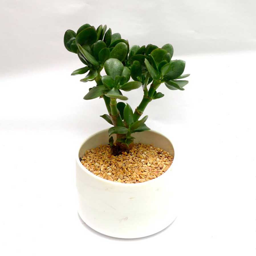 Chậu cây Ngọc Bích mọng nước trên bàn làm việc hợp mệnh Mộc