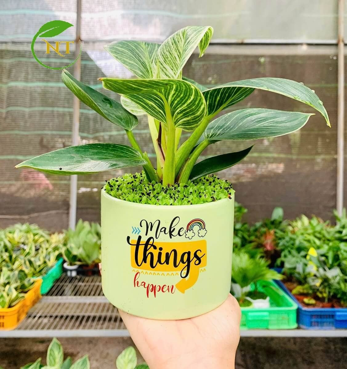 Chậu cây Trầu bà Đế vương Kim cương trụ hoa văn nền cỏ xanh
