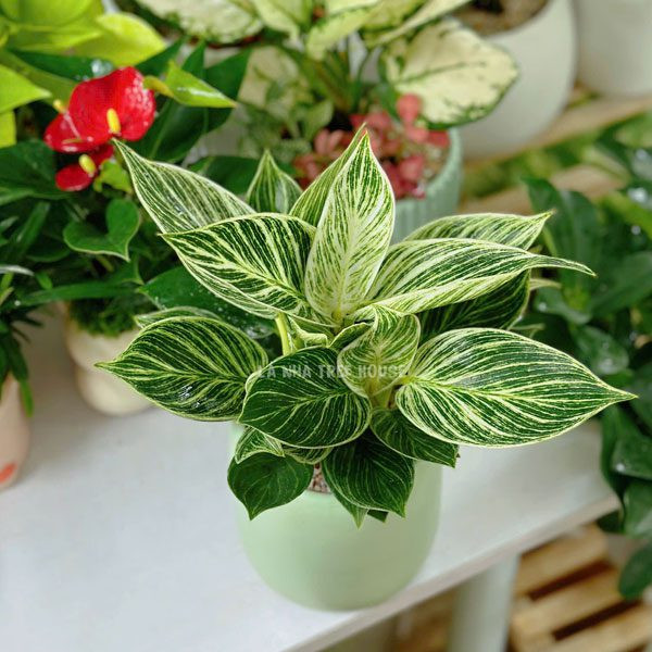 Chậu cây trầu bà kim cương mini xanh mướt đặt trên bàn làm việc
