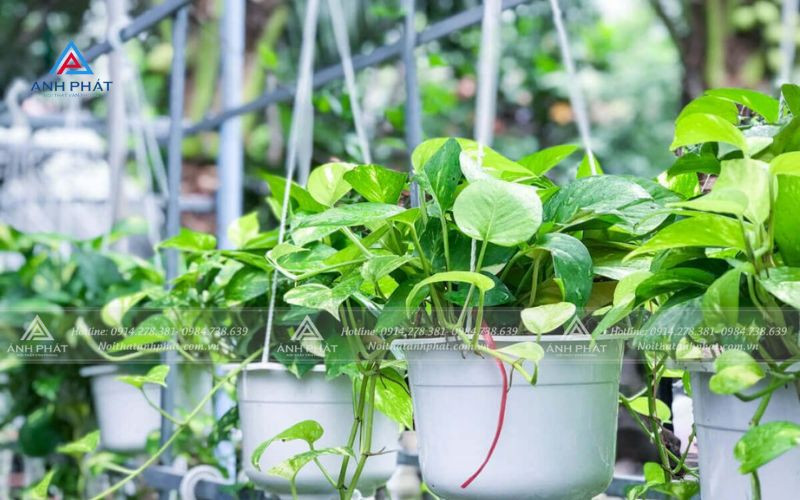 Chậu cây trầu bà xanh tươi tốt, mang lại năng lượng tích cực cho bàn làm việc mệnh Mộc