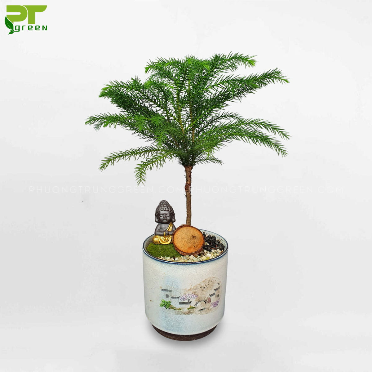Chậu cây tùng mini xanh tốt, biểu tượng cho sự thịnh vượng.