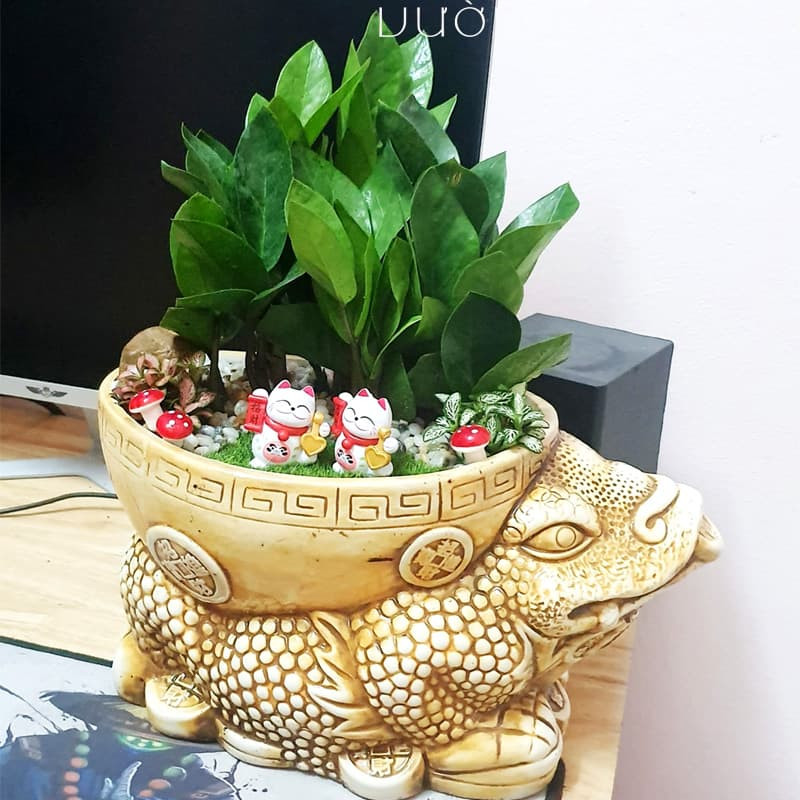 Chậu Kim Tiền ếch Thần Tài