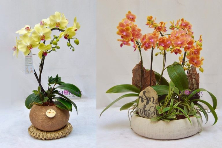 Chậu Lan Hồ Điệp Mini tinh tế dành cho những người có gu độc đáo