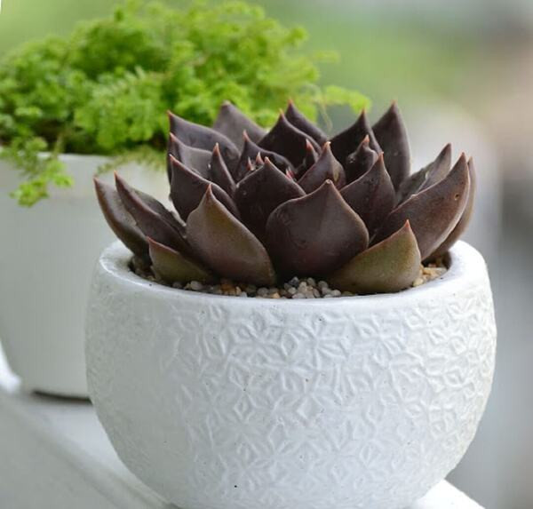 Chậu sen đá nâu trang trí bàn làm việc, biểu tượng ý chí kiên cường