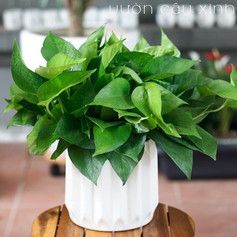 Chậu Vạn Niên Thanh nhỏ