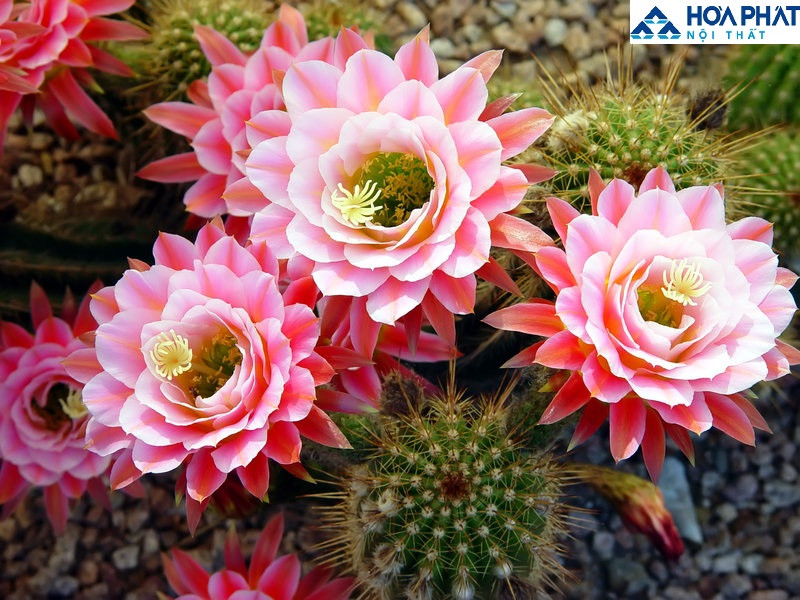 chậu xương rồng có hoa nhỏ xinh trên bàn ăn