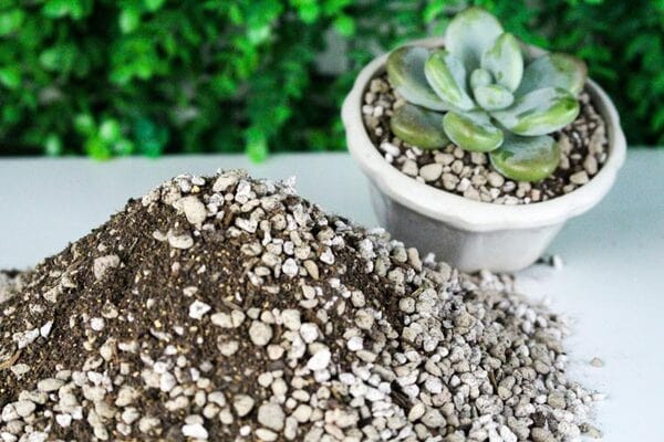 Chuẩn bị giá thể phù hợp cho chậu cây trang trí bàn làm việc