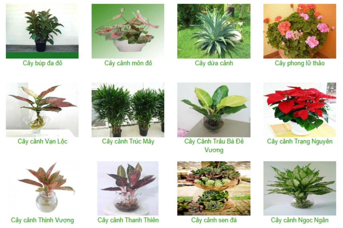 Công ty Đức Thắng bán cây cảnh để bàn chất lượng cao cho tuổi Dậu