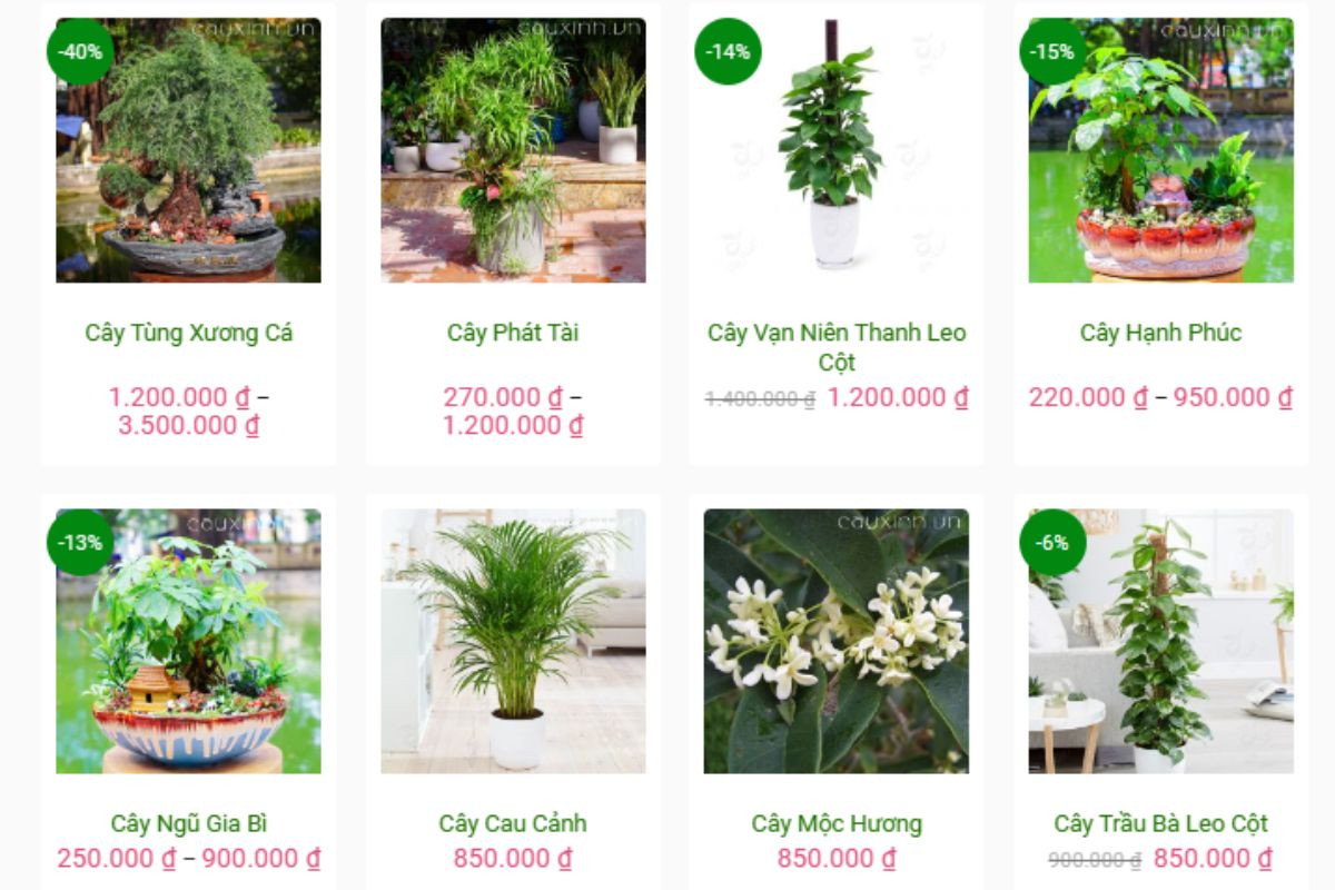Cửa hàng Cây Xinh cung cấp cây để bàn làm việc uy tín