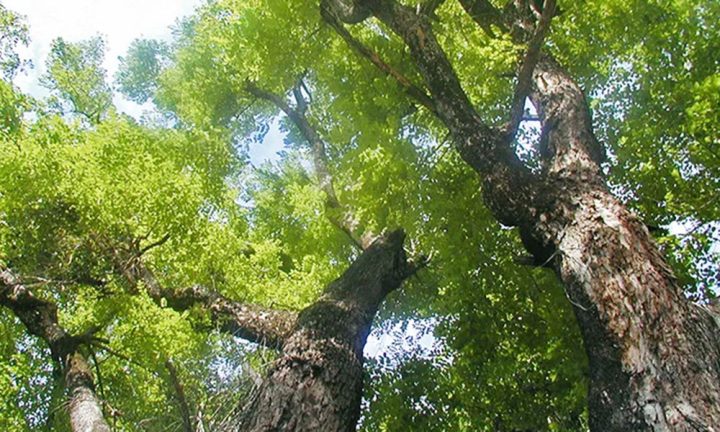 Đặc điểm thân cây gỗ hương đá