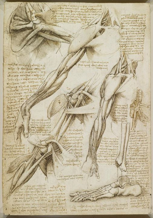 Dessin giải phẫu cơ thể người của Leonardo da Vinci
