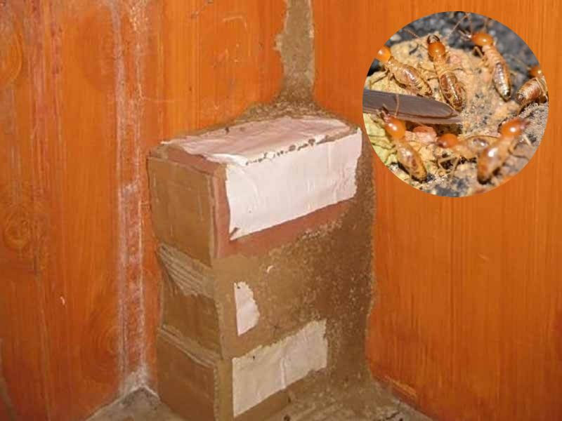 Diệt mối bằng bẫy bìa carton