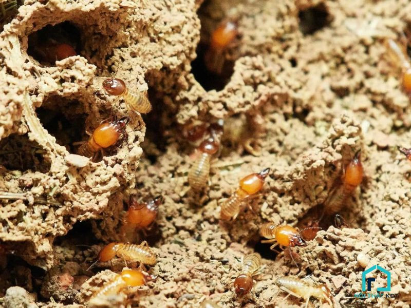 Diệt mối bằng dầu hỏa