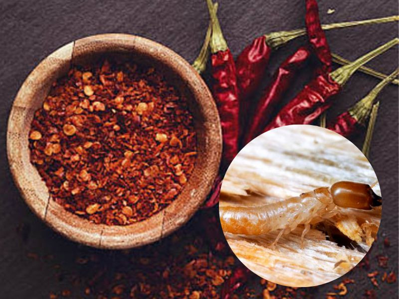 Diệt mối bằng ớt tươi