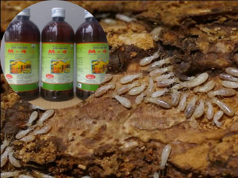 Diệt mối bằng thuốc chuyên dụng