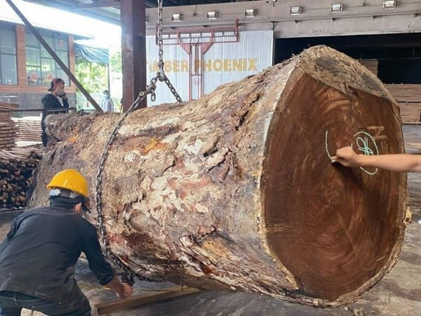 Gỗ thông được sử dụng làm bàn ghế ngày càng phổ biến