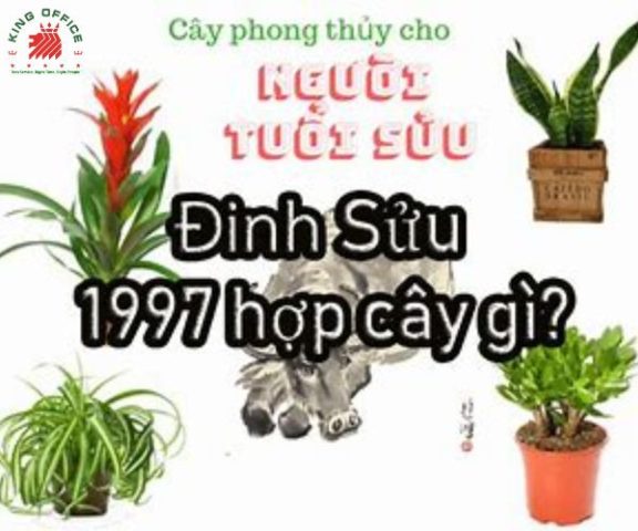 Hình ảnh tổng hợp các loại cây phong thủy cho người sinh năm 1997 hợp để bàn làm việc, mang lại tài lộc.