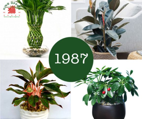 Hình ảnh tổng quan cây phong thủy cho người sinh năm 1987 mệnh Hỏa