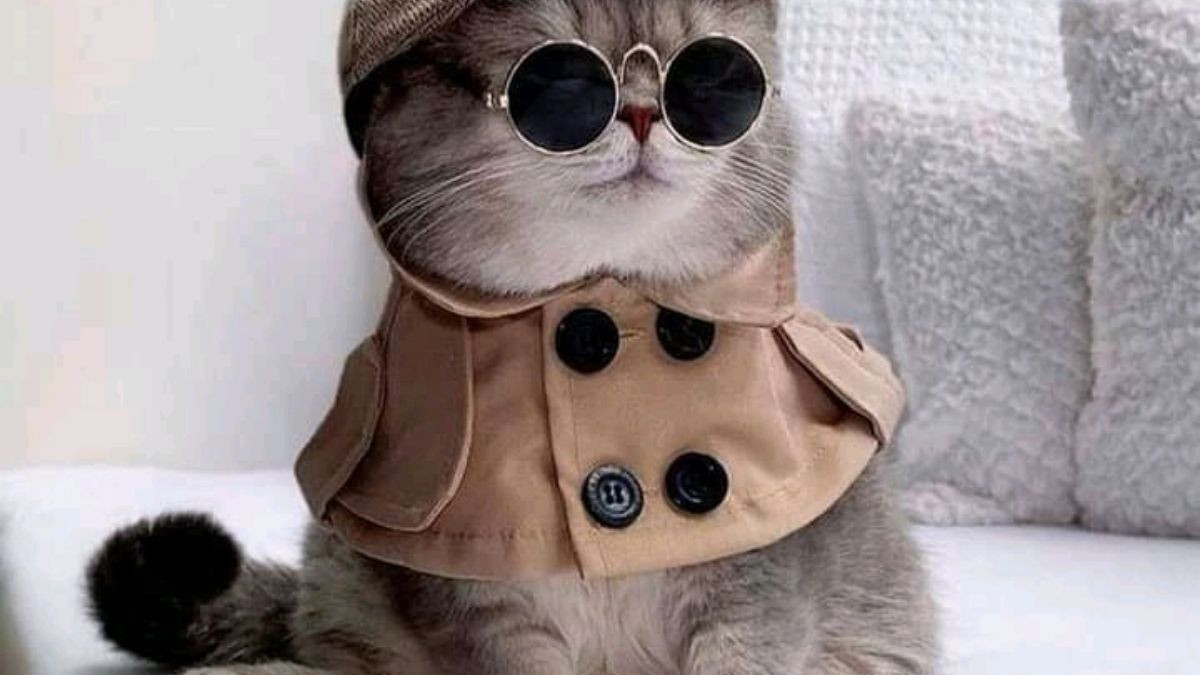 Hình nền PC bàn làm việc cute