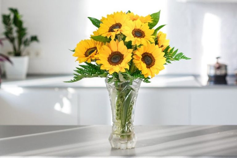 Hoa Hướng Dương mini hướng về phía ánh sáng trên bàn làm việc