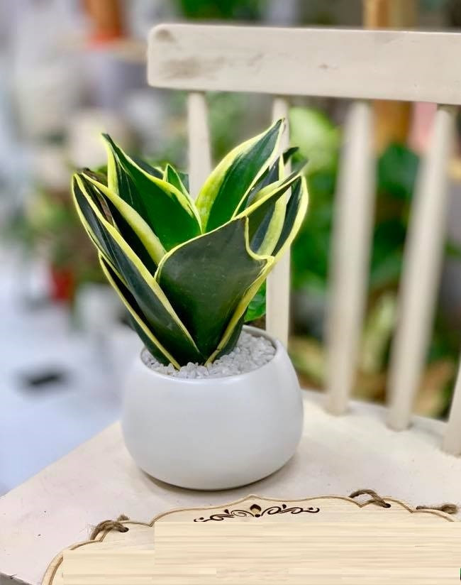 Hướng dẫn nhân giống cây lưỡi hổ đơn giản để trang trí bàn