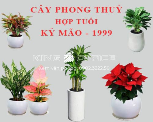 Lựa chọn cây phong thủy tốt nhất cho tuổi Kỷ Mão để bàn làm việc