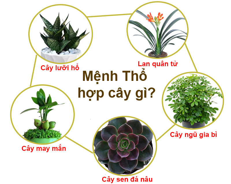 Lựa chọn màu sắc cây cảnh phù hợp mệnh Thổ để bàn làm việc