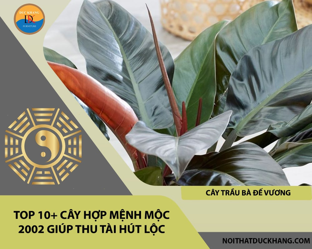Lưu ý khi chọn cây hợp mệnh Mộc 2002 để bàn làm việc