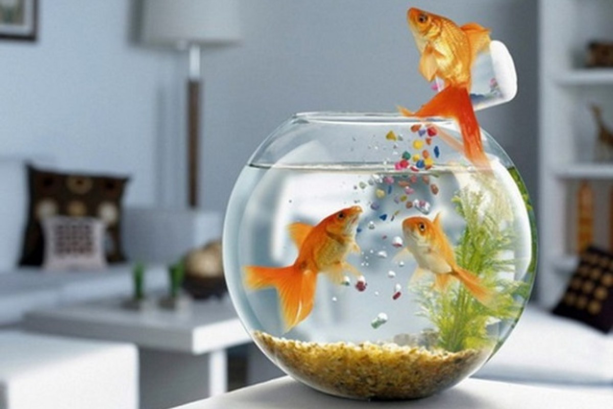 Mẫu bể cá mini hình tròn đa dạng màu sắc cá và cây thủy sinh