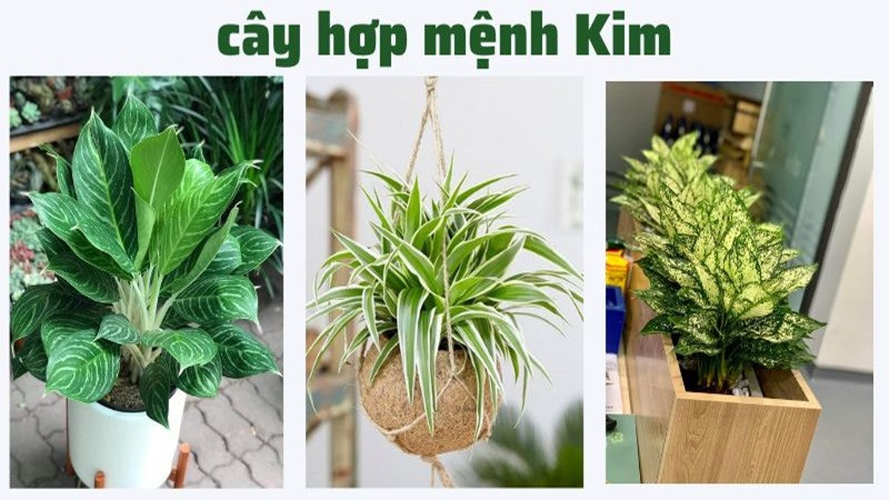 menh-kim-hop-cay-gi-1