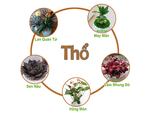 Mệnh Thổ thích hợp trồng cây gì trên bàn làm việc?