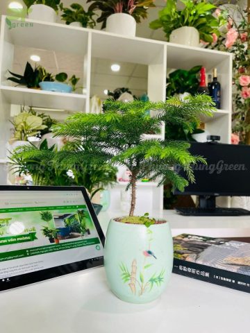 Một chậu cây tùng nhỏ xinh đặt trên bàn làm việc cùng laptop.