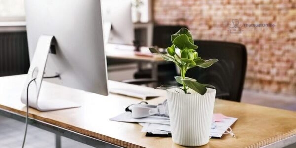 Một góc làm việc với cây cảnh nhỏ để bàn, tăng năng suất và cảm hứng sáng tạo