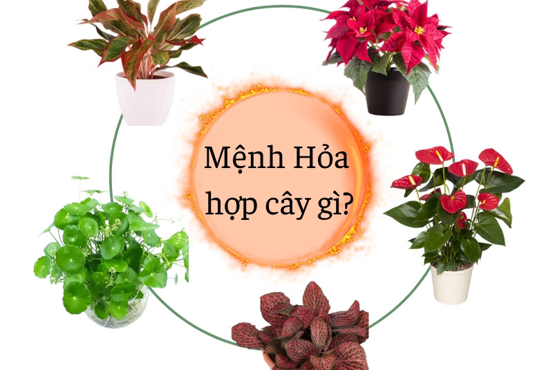 Người mệnh hỏa hợp cây gì để bàn làm việc