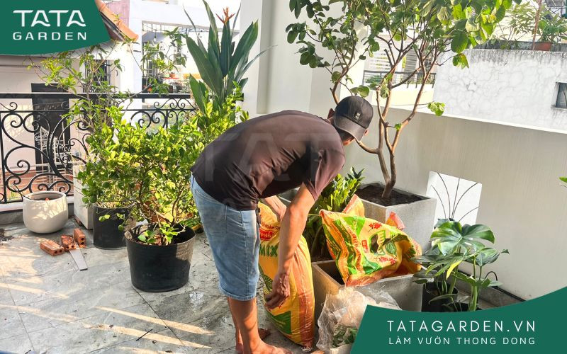 Sắp xếp chậu cây chuẩn bị lắp hệ thống tưới tự động