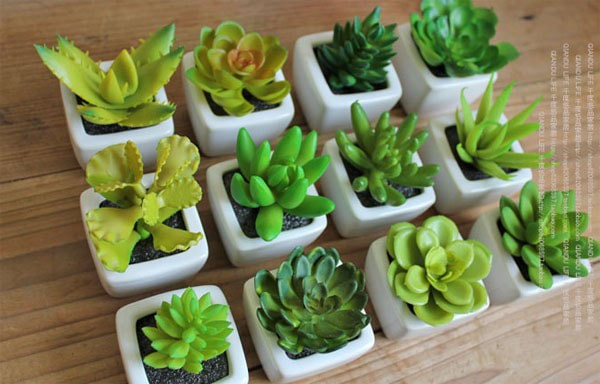 Sen đá để bàn làm việc mang lại lợi ích tinh thần và thẩm mỹ