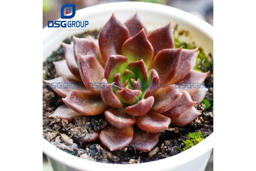 Sen đá nâu nhỏ gọn, tượng trưng cho nghị lực sống bền bỉ của người tuổi Canh Ngọ 1990