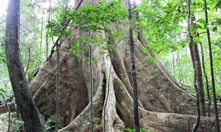 Thân cây gỗ mun hoa lâu năm, quý giá