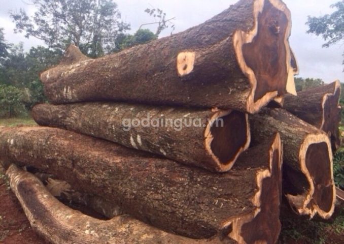 Thân cây gỗ muồng đen nguyên khối với vân gỗ đẹp
