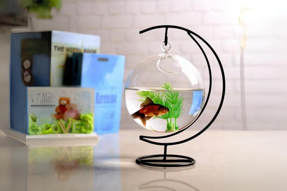 Thiết kế bể cá cảnh mini treo, mang lại vẻ đẹp thanh lịch