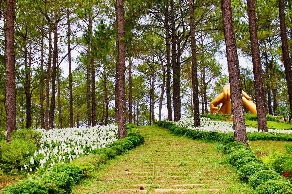 Thông tin giờ mở cửa và giá vé vào cổng rừng thông Bản Áng