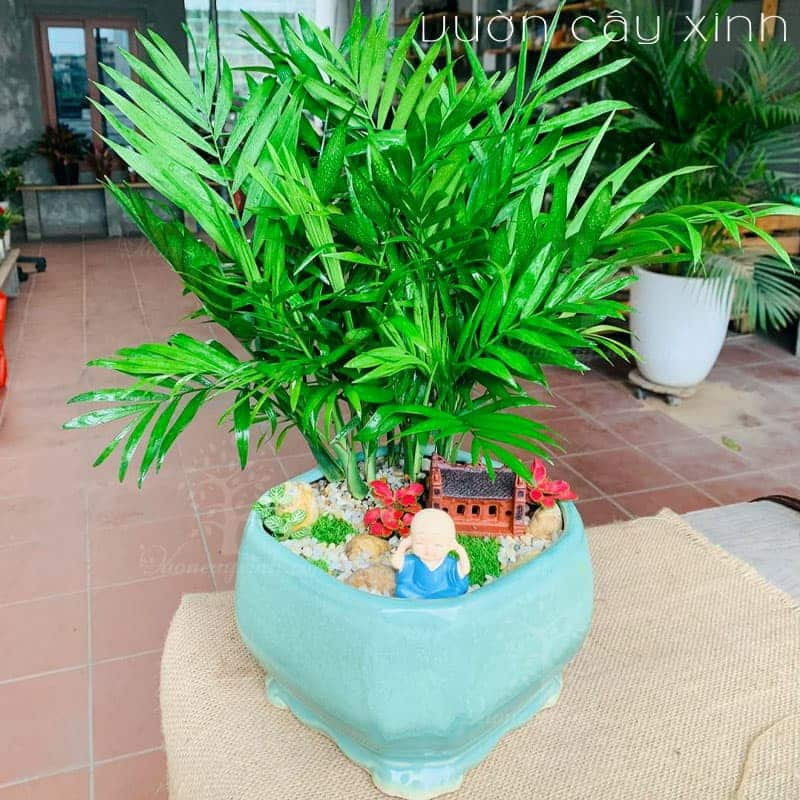 Tiểu cảnh Cau Tiểu Trâm