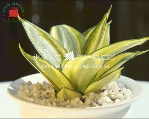 Tổng hợp các loại cây phong thủy mang lại may mắn cho tuổi Kỷ Mão