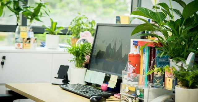 Trang trí bàn làm việc bằng cây xanh