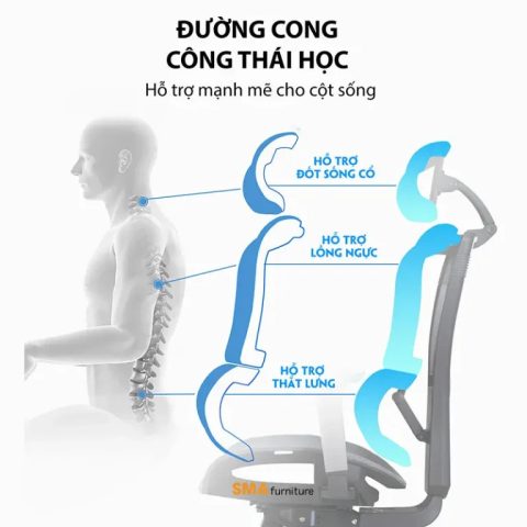 Tựa lưng ghế công thái học SMA Furniture với thiết kế ôm sát cột sống