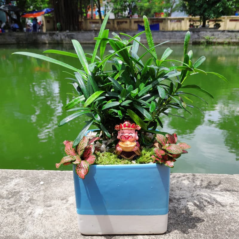 Tùng La Hán bonsai tiểu cảnh