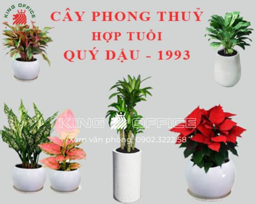 tuổi 1993 hợp cây gì để bàn làm việc