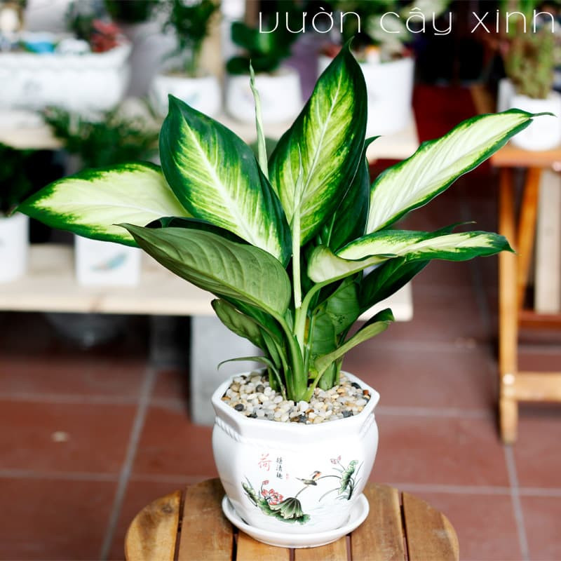 Vạn Niên Thanh lá sáng